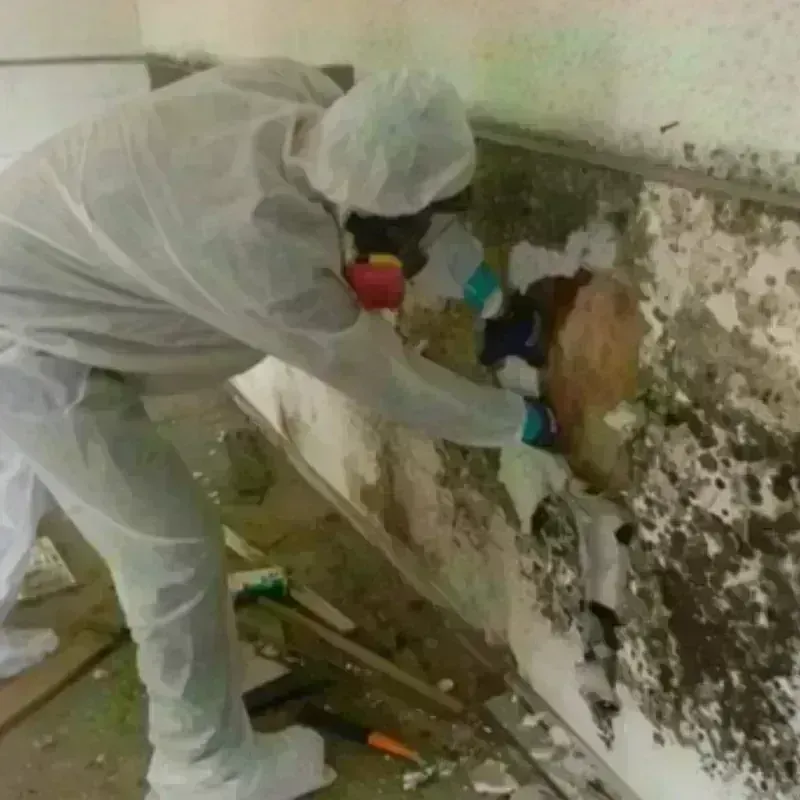 Mold Remediation and Removal in Machias, ME